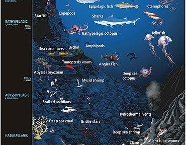 Marine Biology Exploration at Blue Ocean Summer Camp in Brighton