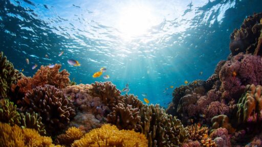 Explore Marine Life at Moreton Island Summer Camp near Brisbane