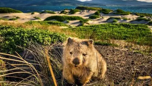 Explore History and Wildlife at Maria Island Summer Camp in Tasmania