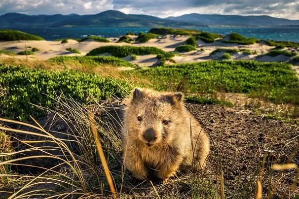 Explore History and Wildlife at Maria Island Summer Camp in Tasmania