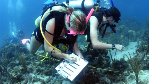 Marine Biology Exploration at Goat Island Marine Reserve Camp in Leigh