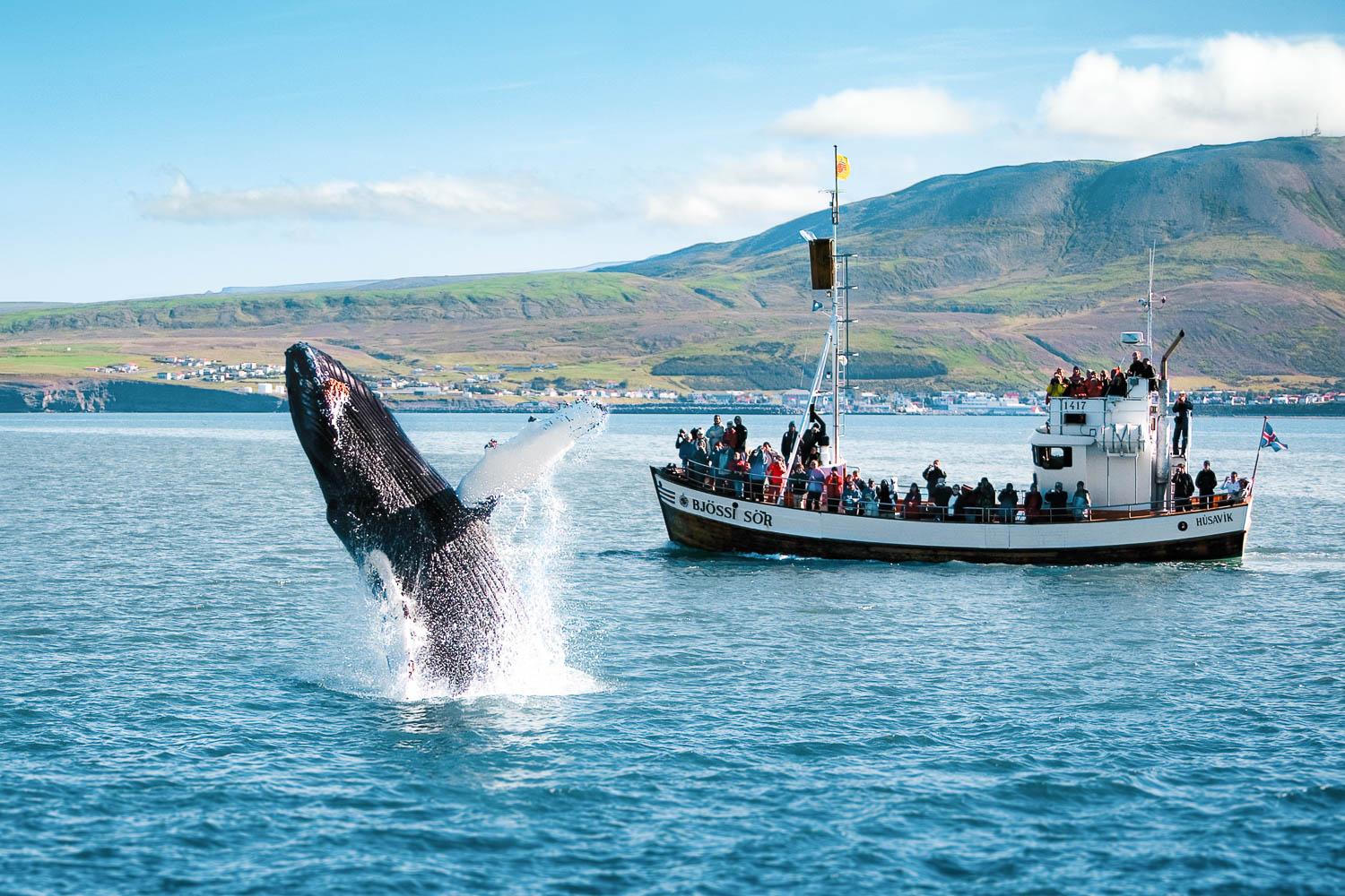 -⁤ Unforgettable Whale Watching ⁤Experience in ⁣the Bay of Islands