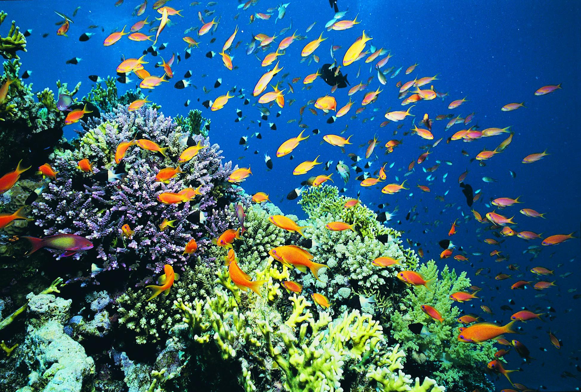 Exploring Marine Ecosystems: A Diverse Underwater World